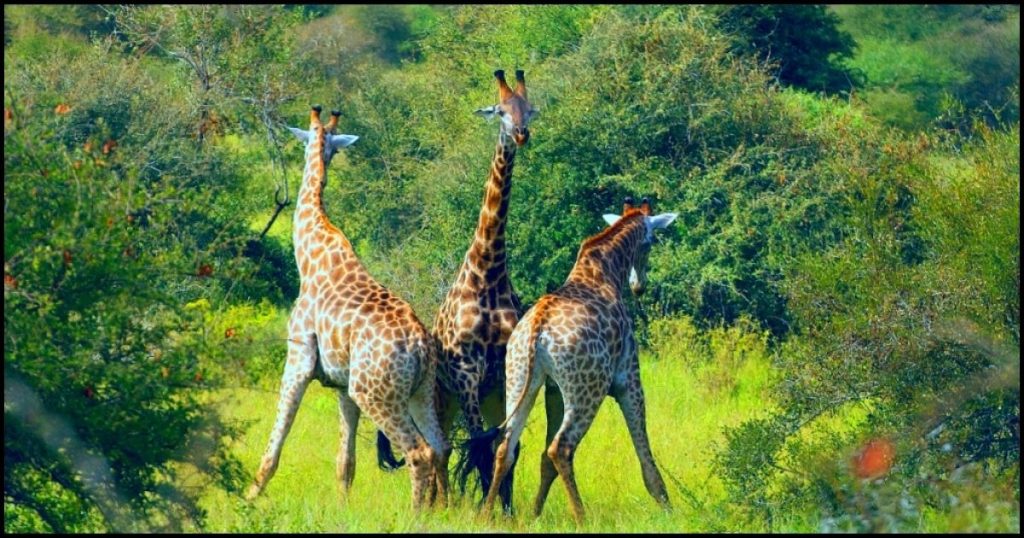 Best African Safari Parks and Destinations