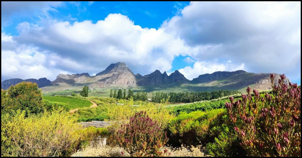 the cape winelands