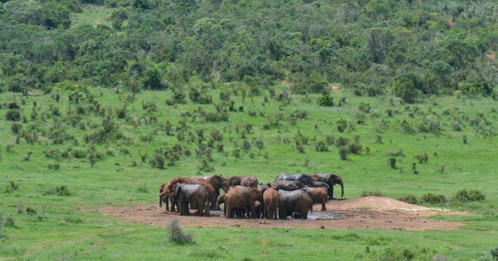 Addo Elephant National Park