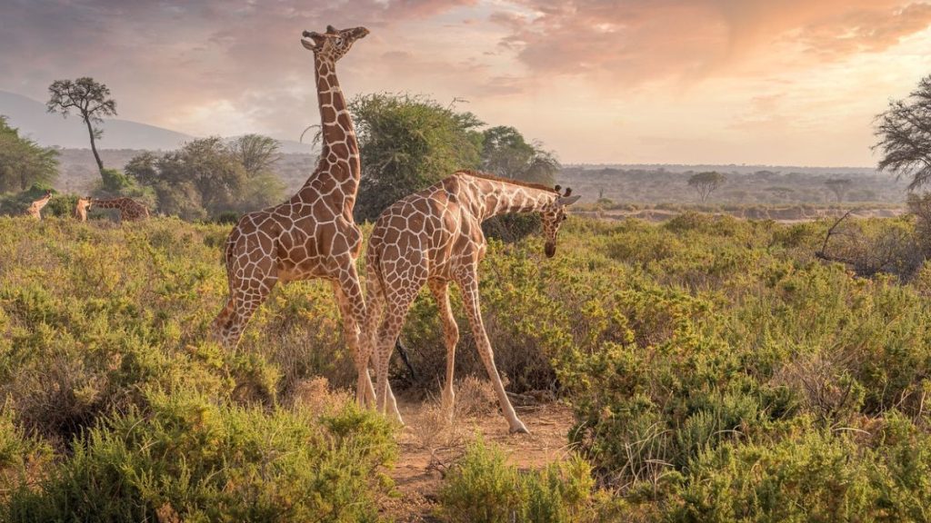 Great Places To Visit In Africa For First Timers