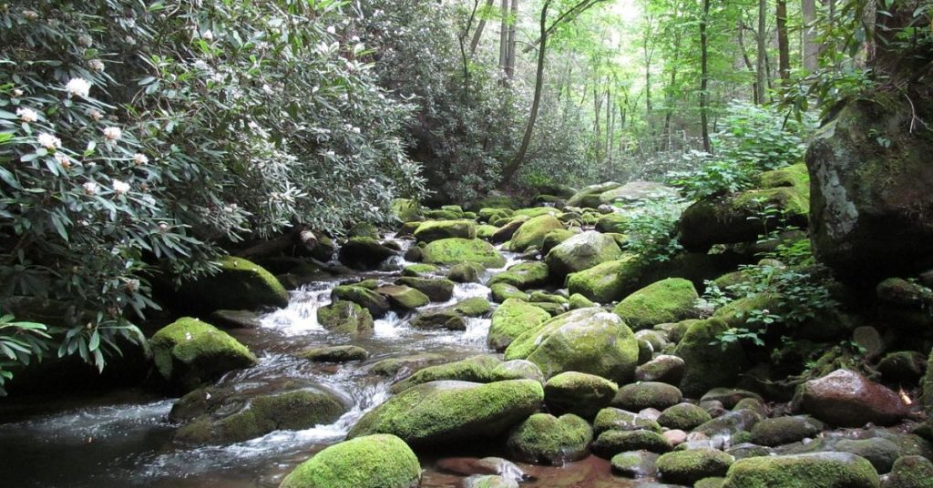 Savoring the Beauty of Great Smoky Mountains National Park