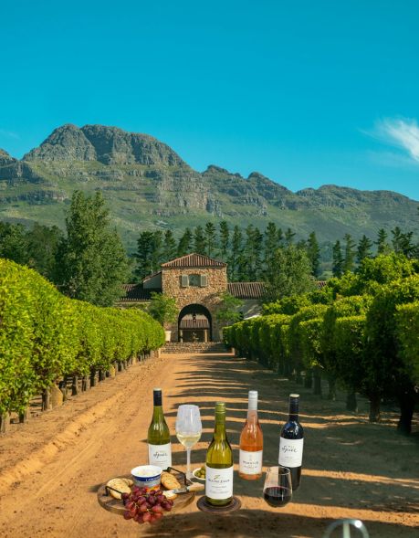 Best Wineries In South Africa You Should Not Miss