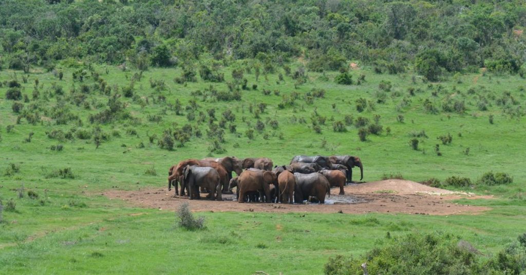 Addo Elephant National Park