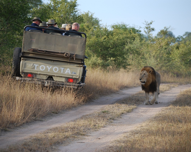 safari